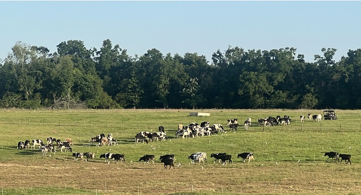 Cows Following 4-16-24