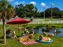 1 - Cows Relaxing 2